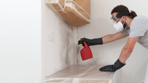 Professional Attic Mold Removal technician working in Holtsville, NY