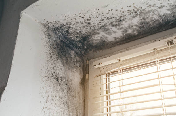 Affordable Attic Mold Removal solutions in Holtsville, NY